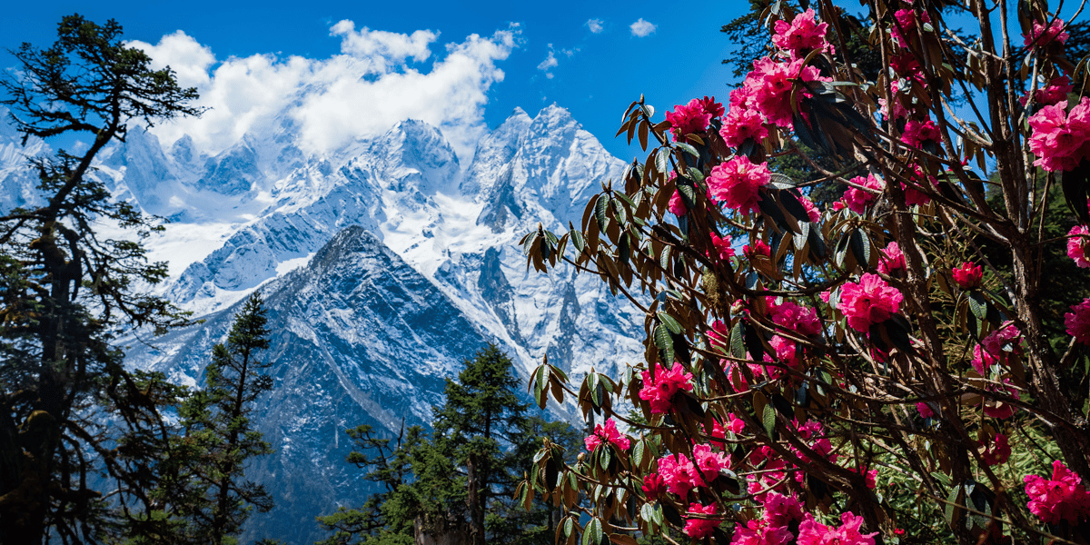 Manaslu Flora
