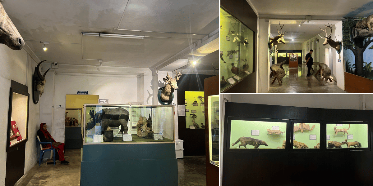 Natural History Gallery