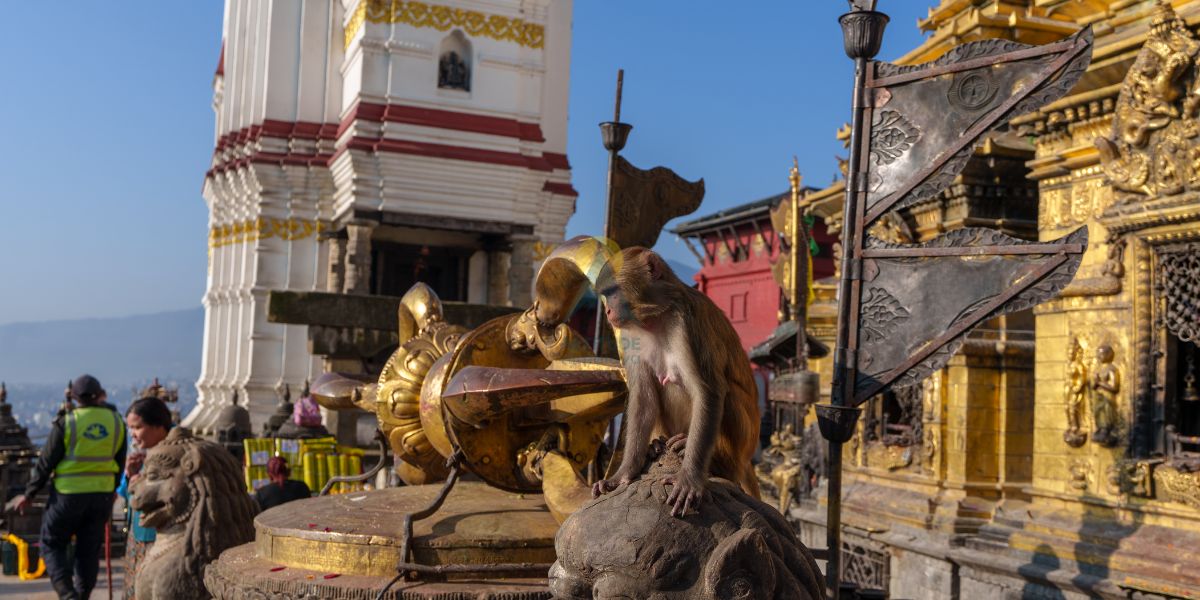 Monkeys at Swayambhunath 
