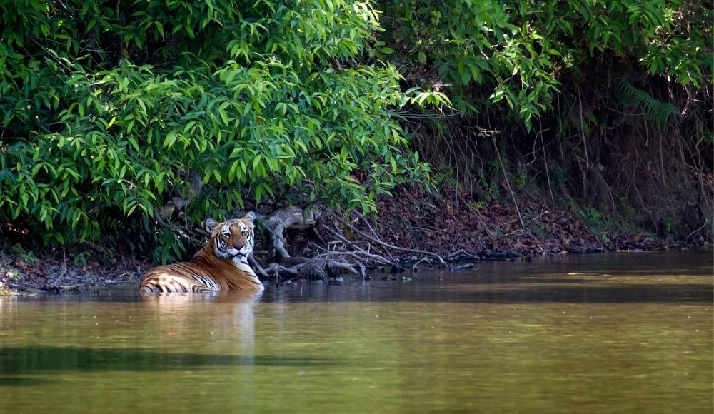 Wildlife in nepal