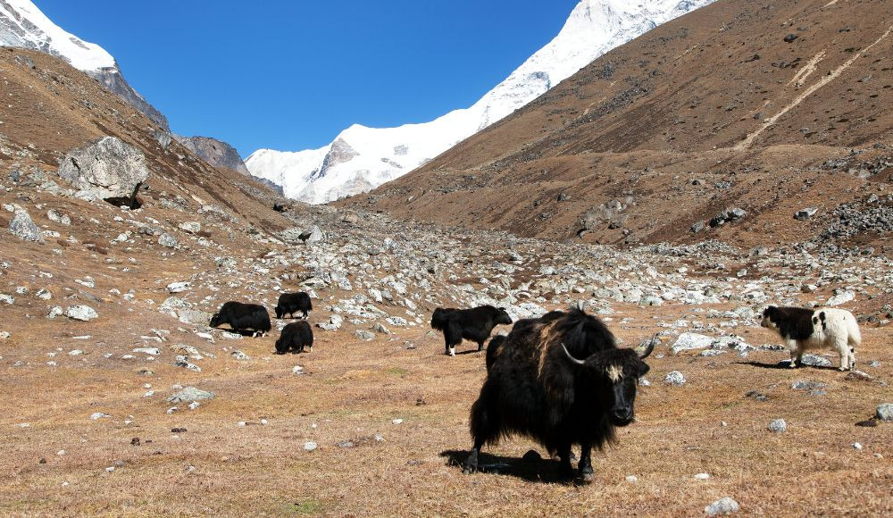 Yaks in Makalu
