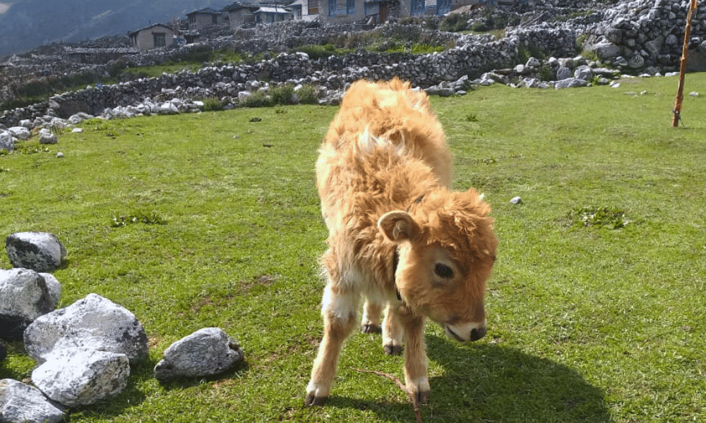 tsho rolpa lake trek nepal