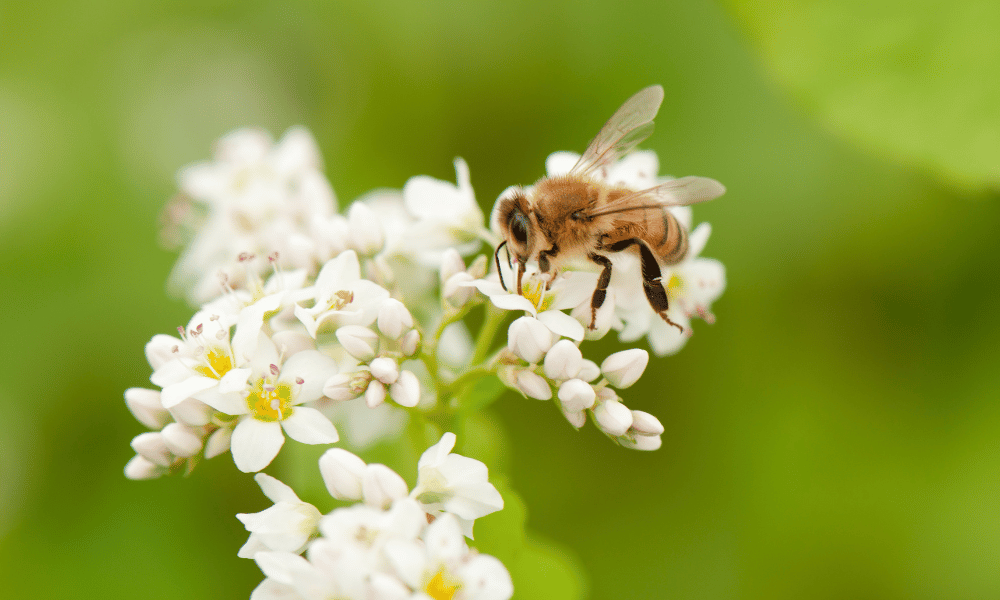 honey bee