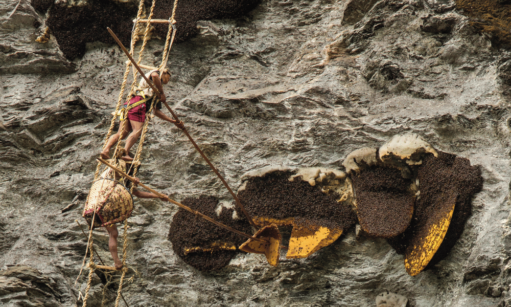 honey hunting nepal