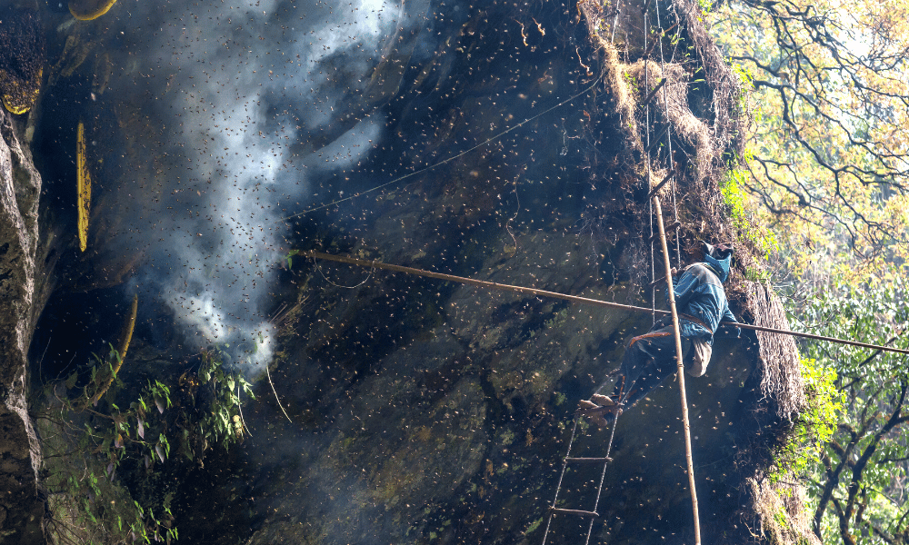 honey hunting in nepal