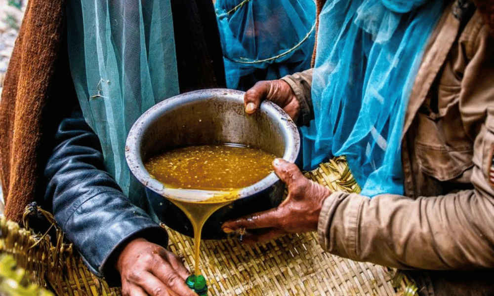 filtering honey after collection