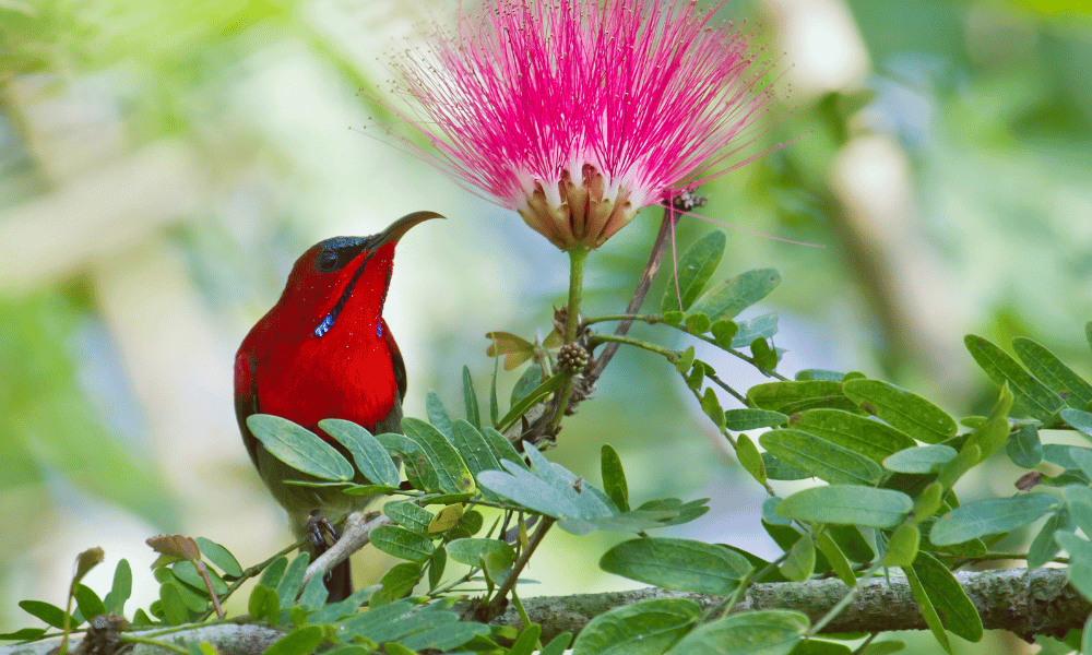 a small bird sitting on a branch infront of pink feathery flower
