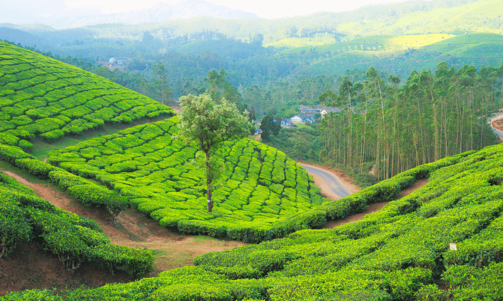ilam tea garden
