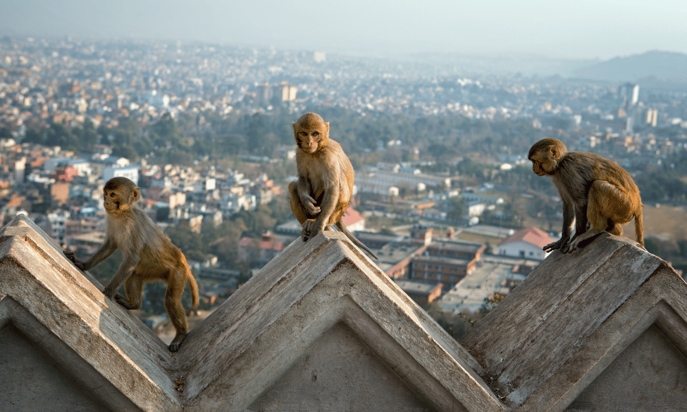 Monkeys sitting on a railing of Swayambhu, with view of Kathmandu valley behind it