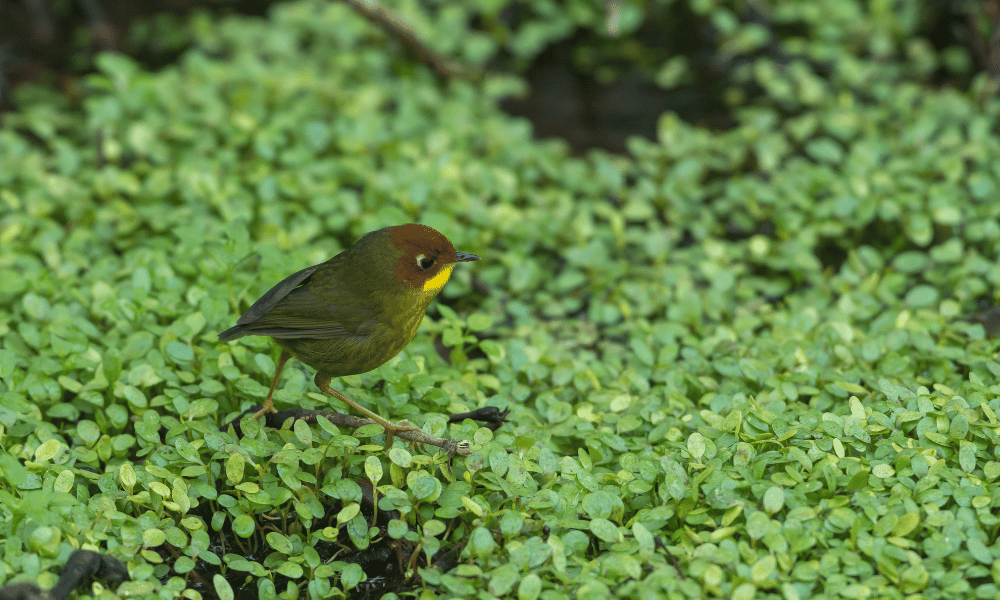chestnut headed tesia, bird watching nepal
