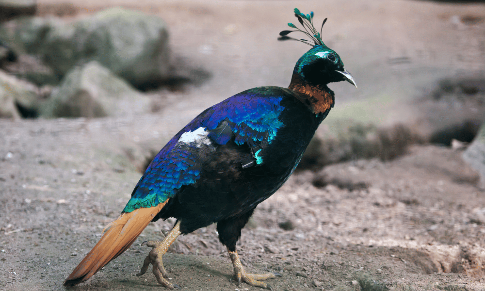 himalayan monal, bird watching nepal