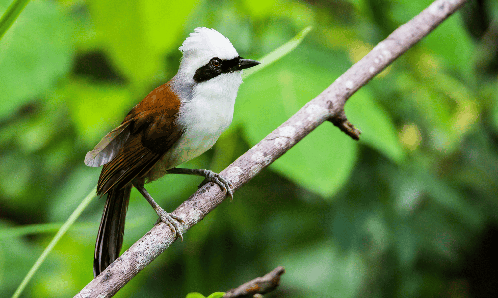 Nepali Laughingthrush , bird watching nepal