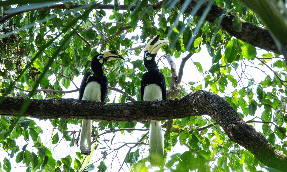 oriented pied hornbill, bird watching nepal