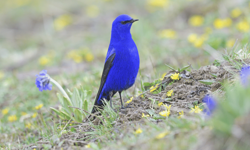 grandala, bird watching nepal