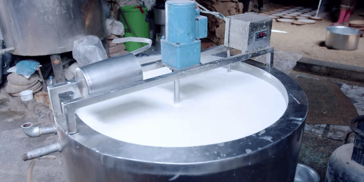 Milk collection for Juju Dhau