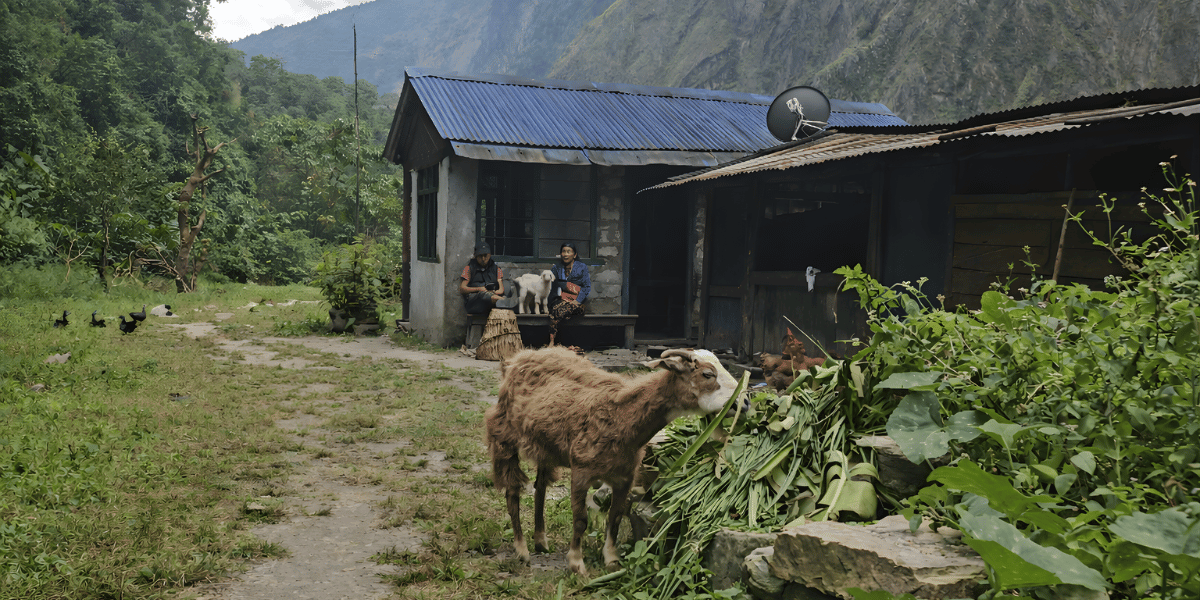 Meat Availability in Manaslu