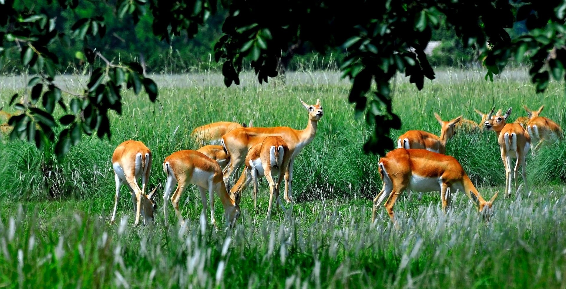 Wildlife