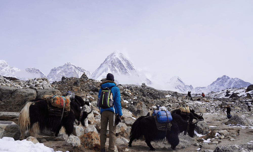 mount everest most searched questions