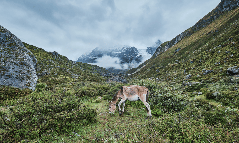 langtang valley mule