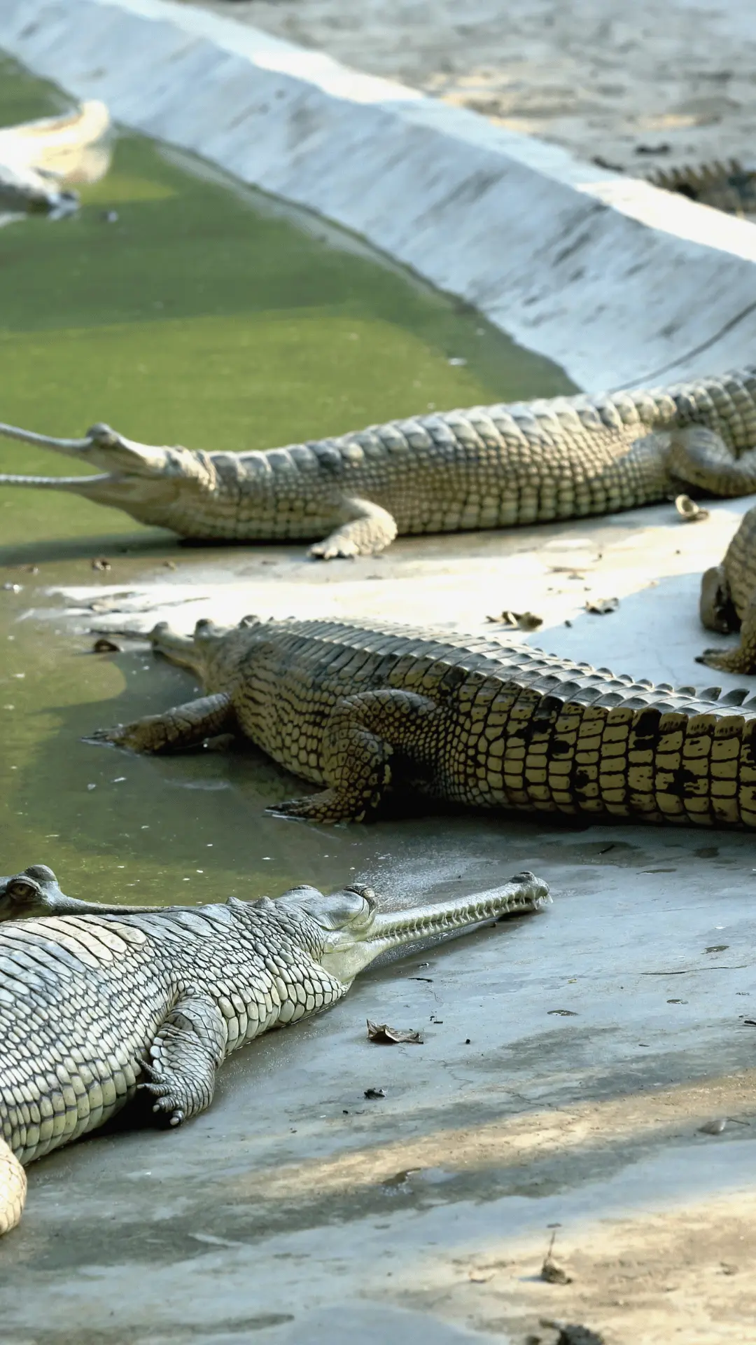 Chitwan National Park